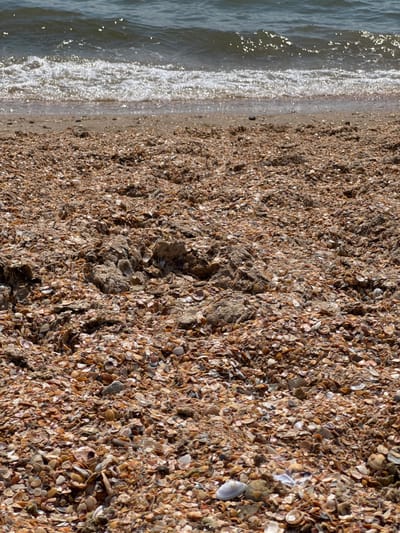 The image shows a close-up view of a beach covered in shells and sand, with the sea in the background. The shells are of various sizes and colors, predominantly in shades of brown, white, and tan. They are densely packed, creating a textured surface. Small waves are breaking on the shore, with white foam and sunlight reflecting off the water's surface. The sky is not visible. The location is a beach in Vityazevo, Russia.