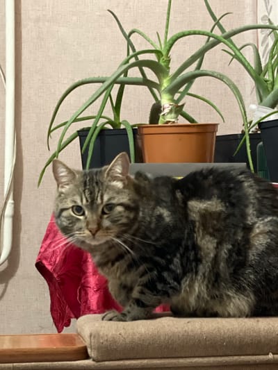 An indoor scene depicts a tabby cat sitting on a cushioned surface. The cat is facing left, with its head turned towards the viewer. Behind the cat, several potted aloe vera plants are visible, with their long, fleshy leaves extending upwards. The background is a textured wall. A red cloth is draped over a surface in front of the cat. The scene appears to be a domestic setting within a city.