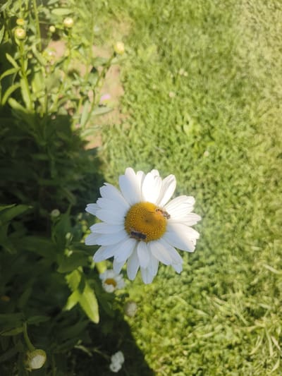 A close-up, high-angle shot captures a single white daisy in full bloom, its yellow center adorned with two bees. The daisy is positioned slightly off-center to the right, with its petals reaching towards the top and left of the frame. The background is a blurred expanse of vibrant green grass, suggesting an outdoor setting. To the left of the daisy, lush green foliage and several unopened flower buds are visible, casting a shadow onto the grassy area. The lighting indicates a sunny day, with a gentle gradient of light and shadow across the scene. The image appears to have been taken in an open field or garden.