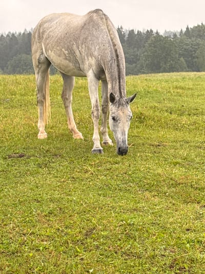 An adult, light gray horse with a black muzzle and brown eyes is grazing in a grassy field. The horse is positioned in the left-center of the frame, with its head lowered to the ground. The background consists of a dense forest with a slightly overcast sky. The terrain appears to be a gently rolling meadow with short, green grass. This scene is located in the village of Galinė, Lithuania.