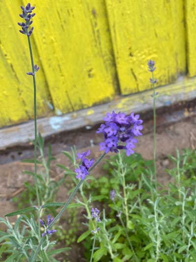 A close-up, eye-level shot captures several stems of lavender with purple flowers. One stem, positioned on the left, is in focus and extends vertically upwards. Another cluster of lavender flowers, also in focus, is situated to the right of the first stem, slightly lower down. In the background, a weathered, bright yellow wooden wall runs horizontally, with vertical planks visible. The ground beneath the lavender appears to be a mixture of dirt and greenery. The image was taken in the city of Kalodzieski Selski Savet, Belarus.
