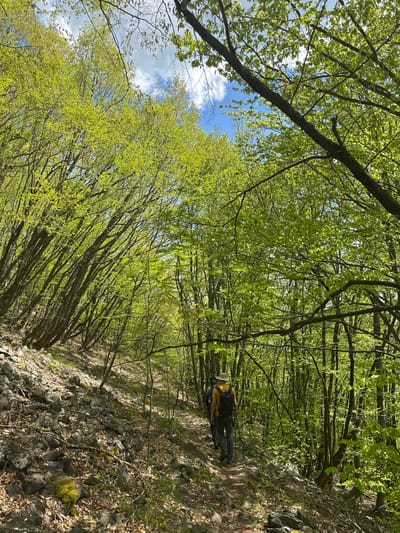 The image captures a forest scene in Kitnitsa, Bulgaria. Two people are hiking along a path strewn with rocks and leaves. The trees are closely packed, creating a dense canopy with glimpses of blue sky and clouds above. The foliage is predominantly green, suggesting springtime.