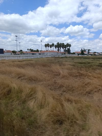 The image captures a landscape scene in Salvaterra de Magos, Portugal, dominated by a vast expanse of dry, brown grass in the foreground, suggesting a field or meadow. The grass appears windblown, creating a sense of movement and texture. In the middle ground, a low, white concrete wall runs horizontally, separating the grassy area from a row of buildings. These buildings are characterized by their orange tiled roofs and appear to be residential or commercial structures. Behind the buildings, a line of palm trees stands tall, adding a tropical element to the scene. Further in the background, more trees and vegetation are visible, with a bright blue sky dotted with fluffy white clouds overhead. Several tall lamp posts are interspersed among the buildings, likely for illumination of outdoor areas. The overall impression is one of a suburban or semi-rural setting on a clear, possibly windy day.
