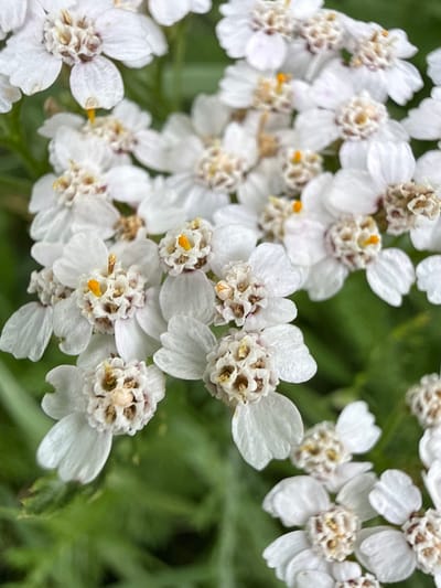 A close-up, upward angle shot captures a cluster of small, white yarrow flowers with yellow stamen, set against a blurred green background of foliage. The flowers are in various stages of bloom, with some showing tightly packed florets and others displaying more open petals. The overall impression is one of delicate, natural beauty. The image does not contain any information that would allow for the identification of a specific location within the city of Ridabu, Norway.