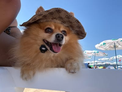 This media file shows a close-up, upside-down shot of a Pomeranian dog wearing a patterned hat, with its tongue hanging out. The dog is held by a person whose arm and shoulder are visible on the right side of the frame. The background reveals a clear blue sky and several beach umbrellas, suggesting a beach setting. The lighting and clear sky indicate it is daytime and likely sunny. The image was taken in Primorsko, Bulgaria. The dog appears to be relaxed and happy, with its tongue out as if panting. No visible text is present in the image.