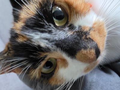 A close-up image shows the face of a calico cat. The cat's fur is a mix of black, white, and orange. The cat has green eyes and long, white whiskers. The cat is lying on a gray surface. The image does not provide any information about the location of the cat in the city of Birmingham, United Kingdom.
