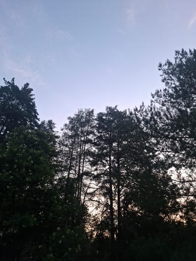 The image captures a view of silhouetted trees against a pale sky, possibly during dawn or dusk. The sky transitions from a light blue at the top to a softer hue towards the horizon, with faint cloud wisps visible. Several types of trees are present, their dark foliage creating a dense canopy that obscures the background. On the left, a broad-leaved tree with lighter green foliage and small white flower clusters is prominent. To its right and in the center, taller, needle-leaved trees with intricate branch structures are silhouetted against the sky. The overall impression is one of a natural setting, possibly a park or woodland area. The specific location in Santiago Cuautlalpan, Mexico is not discernible from the visual information provided in the image.