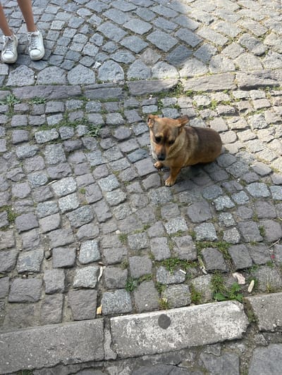 A medium-sized, short-haired brown dog sits on a cobblestone street in Bachkovo, Bulgaria. The dog is facing the camera, with its head slightly tilted and ears perked. Its paws are visible, and it appears to be alert and attentive. The cobblestones are weathered and uneven, with patches of green grass growing between them. In the upper left corner of the image, a person's lower legs are visible, wearing white sneakers. The street is bathed in sunlight, casting shadows on the ground. The scene appears to be an outdoor setting, likely a public area in the town.