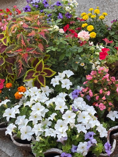 This media file captures a vibrant, overhead view of a diverse collection of flowering plants in a garden bed. The subjects are exclusively flora, with no people or animals visible. The scene is filled with a variety of flower types and colors, including bright yellow marigolds, deep red petunias, delicate pink begonias, and numerous white petunias with some purple accents. The leaves of a coleus plant, with its striking red, green, and yellow variegated pattern, are also prominently featured. Small, bright orange flowers, possibly more marigolds or another variety, are scattered amongst the greenery. The setting appears to be outdoors, with a hint of a textured surface, possibly concrete or stone, visible along the edges, suggesting a paved area or walkway. The overall impression is one of a lush and well-maintained garden, possibly a decorative planter or border. The lighting suggests it is daytime, likely sunny, given the brightness and clarity of the colors. There is no visible text in the image. The collection of flowers suggests a warm season, likely spring or summer. The location context is Pazardzhik, Bulgaria.