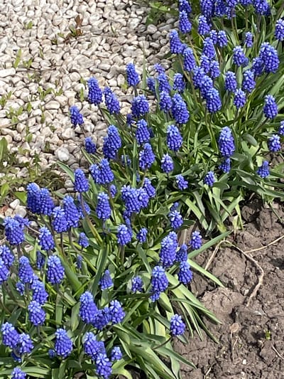 The image shows a cluster of vibrant blue grape hyacinths growing in a garden. The flowers are positioned between a bed of small, white pebbles and a patch of dark soil. Green leaves of the plant are visible throughout the image. There is no evidence to suggest the location is in Urussu, Russia.