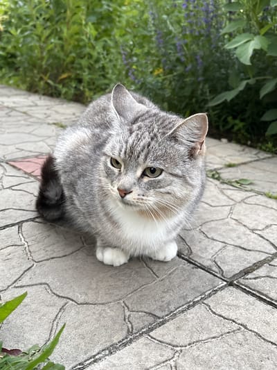 A grey tabby cat sits on a patterned stone pathway in front of green foliage. The cat is looking to its left with its body angled towards the viewer. Its fur is a mix of grey and white, with darker tabby markings on its head and back. The cat has green eyes and white paws. The pathway is made of irregularly shaped grey stones with dark lines between them. In the background, there is lush green vegetation with some purple flowers. The scene appears to be outdoors, possibly in a garden or park. There is no indication of the specific location within Ветлужский, Russia.