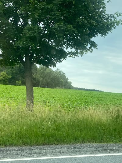 This media file is a landscape photograph taken from a slight incline, possibly from a car window. The image depicts a rural scene in Miłosław, Poland.

The primary subjects are a large, mature tree with dense green foliage in the foreground on the left, and a vast, vibrant green field of crops extending into the background on the right. The field appears to be well-maintained and is partially bordered by a line of trees and vegetation in the distance. Adjacent to the field, on the far right of the image, is a section of asphalt road with a white line marking its edge. A patch of tall, dry grass or weeds separates the road from the crop field.

The scene suggests a daytime setting with an overcast sky, indicated by the diffused light and pale, cloudy appearance of the sky. There are no people or specific objects clearly visible in the frame, apart from the natural elements and the road. The overall mood of the image is serene and natural, characteristic of a countryside view. The time of day appears to be late morning or afternoon, given the quality of light. There is no visible text in the image.