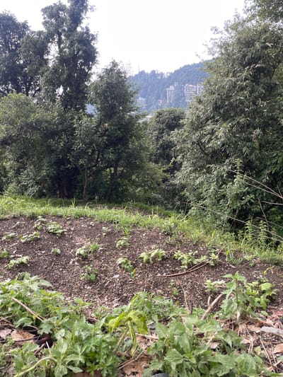 A low-angle shot captures a patch of freshly tilled earth dotted with small, young plants, likely a garden bed. Tall, dense green trees form a backdrop, with a hint of a hillside settlement featuring multi-story buildings visible in the distance through the foliage. The sky is overcast. The foreground is dominated by the dark soil and sparse vegetation, with some taller, leafy plants in the immediate foreground. The overall impression is a rural or semi-rural setting within Bhagsu, India, showing signs of cultivation and natural growth.