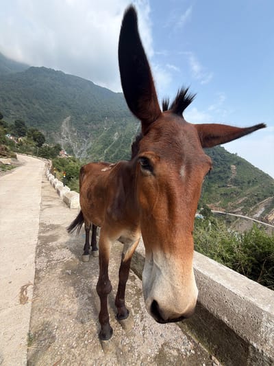 This media file is a photograph of a brown mule standing on a concrete path next to a retaining wall, with a steep, tree-covered mountainside in the background. The mule is positioned close to the camera, with its head tilted and facing the viewer, its large ears prominently displayed. The background shows a vast, green mountain landscape with a winding road visible in the distance. The sky is blue with some wispy clouds. The lighting suggests it is daytime, likely late morning or early afternoon, given the bright sunlight and distinct shadows. The presence of the mule on a pathway that appears to be a tourist route, coupled with the mountainous terrain, is consistent with locations like Dharamshala, India, known for its hilly landscapes and trekking routes where mules are often used for transport. There are no people visible in the immediate vicinity of the mule, but the distant road and some small structures suggest human activity further down the mountain. The overall mood is natural and serene, highlighting the animal within its environment. There is no visible text in the image.