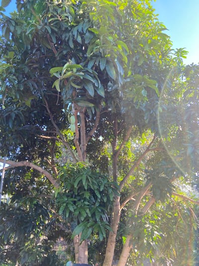 A medium shot captures a mature mango tree, its branches laden with lush green leaves. Two unripe mangoes are visible hanging from a branch in the center of the frame. The tree is situated in a tropical environment, with sunlight filtering through the canopy, creating lens flare effects. The background is a blur of green foliage, suggesting a dense natural setting. The image was taken in Margorejo, Indonesia, indicating a warm, humid climate conducive to fruit-bearing trees. No people or animals are present.
