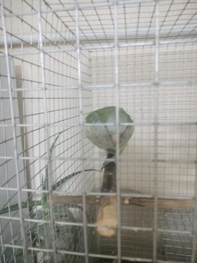 In Sheptytskyi, Ukraine, the image captures a small psittacine bird, likely a parrot or parakeet, situated within a metal wire cage. The bird, displaying green plumage dorsally and a lighter grey-white ventral region and face, is perched on a natural wooden branch. Its beak is faintly visible, appearing pale. The cage's wire mesh, forming a distinct square grid, occupies the immediate foreground, creating a soft focus effect on elements further back. Inside the enclosure, a second, flatter wooden structure is visible behind and below the bird, alongside green foliage from an unidentified plant located in the lower left. The background outside the cage consists of a plain, light-colored wall, possibly off-white or beige, with a horizontal structural element visible in its upper portion. The bird is static, exhibiting no discernible action or interaction with other subjects.