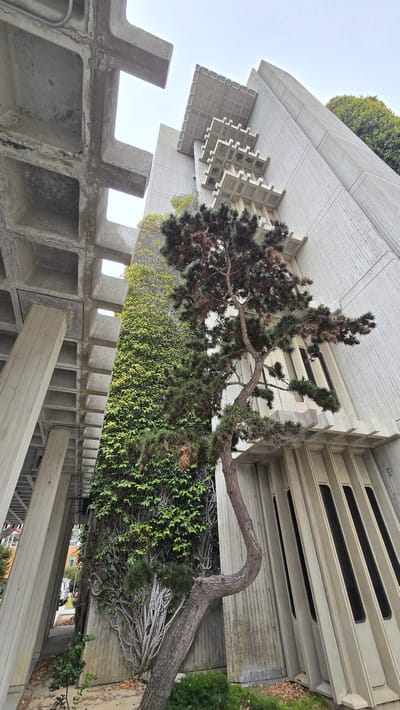 The image shows the exterior of the Salk Institute for Biological Studies in San Diego, California, United States of America. The Brutalist architecture is characterized by its raw concrete structures, featuring cantilevered elements and deeply recessed windows. A prominent feature is the extensive use of ivy climbing the concrete walls, creating a striking contrast between the man-made structures and the organic greenery. In the foreground, a gnarled pine tree with a distinctive curved trunk adds a natural element to the scene. The sky is overcast. The image is captured from a low angle, emphasizing the scale and dramatic forms of the building and its surroundings.