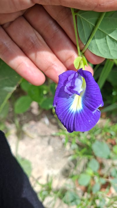 A person's hand is gently holding a vibrant purple flower, identified as a butterfly pea flower (Clitoria ternatea), which is native to Indonesia. The flower has delicate petals with streaks of white and yellow near its center, adding to its intricate beauty. The background is softly blurred, showing green foliage and hints of light-colored soil or stones, suggesting an outdoor setting in a natural environment. The lighting appears to be natural daylight, casting gentle shadows on the hand and flower, implying it is daytime. The overall scene evokes a sense of calm and appreciation for nature, with the focus on the delicate details of the flower and the careful way it is being held. The image provides a close-up view of the flower and the hand, highlighting the contrast between the soft skin and the textured petals.