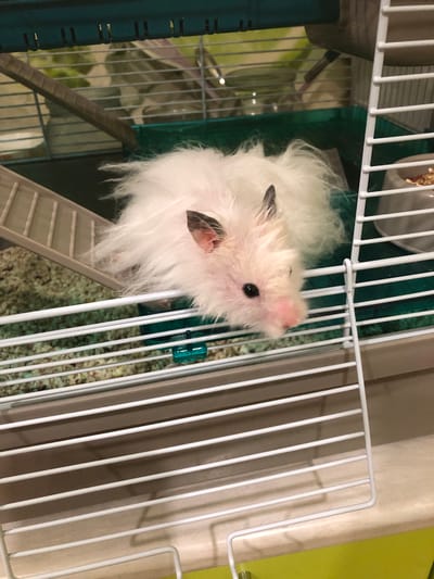 A fluffy white hamster with dark ears and a pink nose is resting inside a cage. The cage has a green plastic base and white wire bars. A beige plastic ramp leads to a higher level of the cage. The hamster's fur is long and disheveled. The background of the cage contains bedding material and a water bottle. The image is taken indoors, possibly in a residential setting in Solikamsk, Russia.