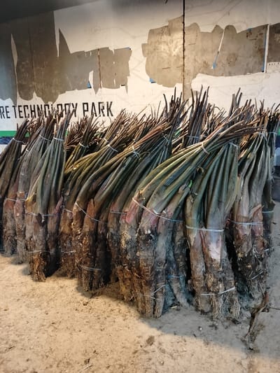 A large number of bundled, brown plant stalks are stacked horizontally against a white wall in Dhaka, Bangladesh. The plants are bundled with string and have roots and some foliage. The wall behind them has a faded, faded sign that says "RE TECHNOLOGY PARK". The ground in front of the wall is dirt. The scene is lit by daylight. The coordinates provided are (latitude: 23.755, longitude: 90.394).