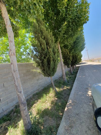 A line of mature trees, some with light-colored, textured bark and broad green leaves, and others with dark green, conical foliage, are planted along a grey concrete block wall. The wall runs parallel to a dirt road on the right side of the image. The trees are spaced evenly apart, creating a natural canopy that casts shadows on the ground. The road is a light grey color, with scattered pebbles and some dry grass growing at its edge. In the distance, a power pole and lines are visible, along with a body of water and distant hills under a clear blue sky. A portion of a white vehicle's fender and a side mirror are visible in the lower right corner of the frame. The scene appears to be located in the city of Kheyrabad, Iran, based on contextual information.