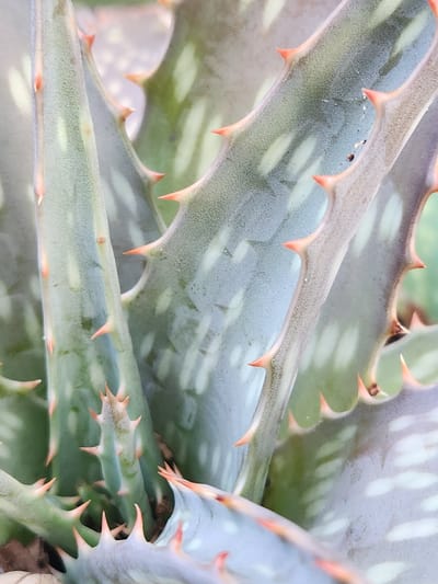 The image is a close-up, vertical shot of aloe vera plant leaves. The leaves are thick and fleshy, with a pale green to bluish-gray hue and lighter, speckled patterns. Along the edges of the leaves are numerous sharp, orange-tipped thorns. The focus is tight on the texture and details of the leaves and thorns, with the background blurred and out of focus, suggesting an outdoor environment. The scene is natural and botanical, with no indication of human presence or activity. The photograph was taken in Altamonte Springs, United States of America.