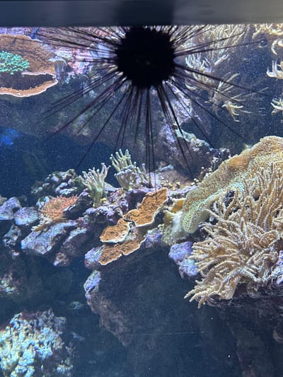 This is a close-up, eye-level shot of a marine aquarium. The primary subject is a black sea urchin with numerous long, thin spines radiating outwards from its central body, which is partially obscured by the spines. The sea urchin is positioned in the upper portion of the image, casting shadows on the coral reef below.

The reef is teeming with various types of coral and anemones. In the foreground and mid-ground, there are several large, branching corals in shades of tan and cream, appearing to sway gently. There are also flatter, plate-like corals in orange and brown hues, and smaller, more delicate, branching anemones in various shades of pink and white. The corals are attached to a rocky substrate, with varying textures and colors, including purples and blues. The water is dark and filled with small particulates, giving it a slightly cloudy appearance.

The scene appears to be an exhibit within a public aquarium or a private collection, and is not located in Salzburg, Austria. There are no people or animals other than the marine life visible in the image.
