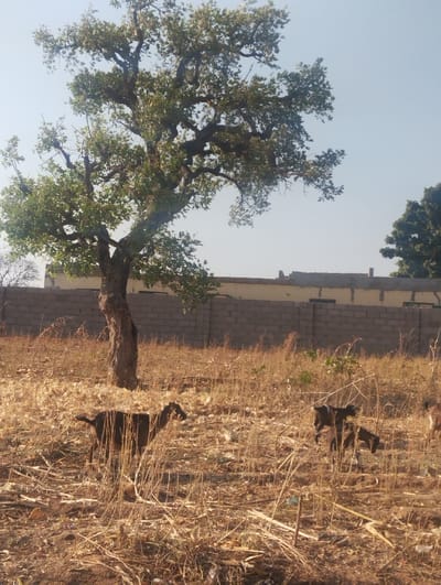 A lone, large tree with green foliage dominates the frame, casting a shadow on dry, straw-colored grass. Several goats graze amongst the sparse vegetation. A partially constructed brick wall is visible in the background, hinting at a building or structure. The sky is a clear, pale blue. Another tree is visible on the right side of the image. The overall scene suggests a rural or semi-arid environment.