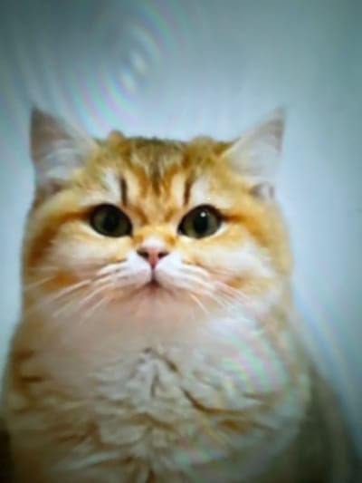 A golden cat with large, round, green eyes stares upward, its head tilted. Its fur is a mix of light golden and cream hues, with darker stripes around its face. The cat's whiskers are long and white, and its nose is small and pink. The background is blurred and appears to be a light, plain surface. The overall impression is soft and warm, capturing a moment of feline curiosity.