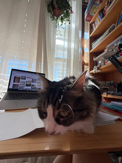 The image shows a cat lying on a desk next to a laptop. Behind the desk is a window with sheer curtains. To the left of the window is a potted plant. Above the desk are shelves with books, markers, and other objects. The location is possibly Bat Yam, Israel.