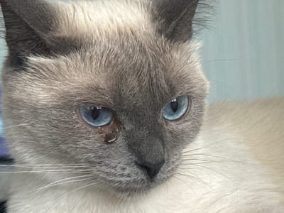This is a close-up, head-on, medium shot of a Siamese cat with striking blue eyes. The cat's fur is a light grey on its face and ears, transitioning to a creamy white on its chest and body, which is visible on the right side of the frame. The cat's left eye has a noticeable tear or discharge. The background is a soft, out-of-focus light blue, suggesting an indoor environment. The image does not depict any elements that would allow for identification of its location in Slonim, Belarus.