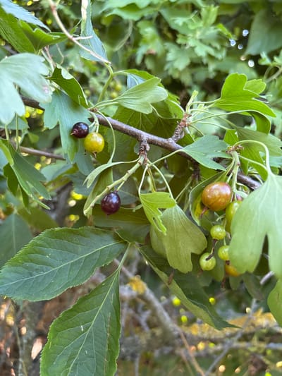 The image displays a close-up view of a branch laden with ripening berries and green leaves. The berries are in various stages of development, with some appearing green and small, others transitioning to a reddish-brown hue, and a few reaching a deep purple-black color. These berries are clustered on thin stems, some singly and others in small groups. The leaves are ovate with serrated edges and prominent veins, exhibiting a vibrant green color. The branch itself is woody and brown, with smaller twigs branching off to support the leaves and berries. The background is softly blurred, showing more greenery and hints of sunlight dappling through the foliage, suggesting an outdoor setting on a bright day. The overall impression is one of a natural, botanical scene, likely a plant such as a currant or gooseberry bush. The focus is on the details of the plant's growth and the ripening fruit. There is no visible text in the image. Given the location context of Zubov, Russia, this scene could depict a common wild berry bush found in the region during the late summer or early autumn when fruits are maturing. The lighting suggests daytime, possibly late morning or afternoon, with gentle sunlight.