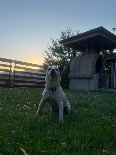 A light-colored dog is lying on its back in green grass, facing the camera with its mouth open and a playful expression. The dog is wearing a collar. The background shows a wooden fence with sunlight filtering through it, suggesting it is either sunrise or sunset. To the right of the dog, there is a concrete structure that appears to be an outdoor fireplace or barbecue. Trees and foliage are visible behind the fence and around the structure. The sky is a pale blue with a gradient of yellow near the horizon, indicating the time of day. The scene is outdoors, likely in a yard or garden in Vladaya, Bulgaria. The overall mood is relaxed and joyful.