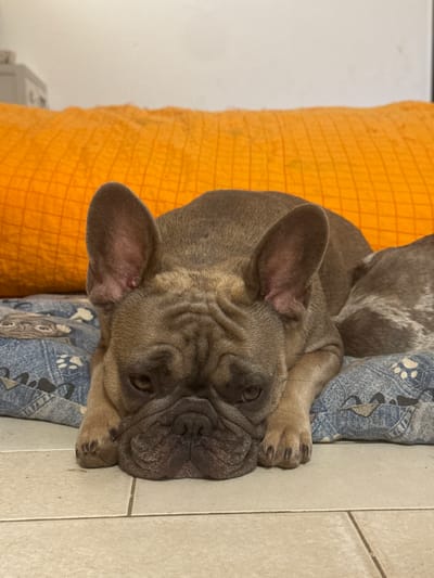 A fawn-colored French Bulldog with large upright ears is lying down on a blue dog bed with a paw print pattern. The dog's head is resting on its front paws, and its eyes are open. Behind the dog is an orange quilted blanket. The floor appears to be tiled. The scene is indoors, possibly in a home. No specific location in San Benedetto del Tronto, Italy is identifiable.