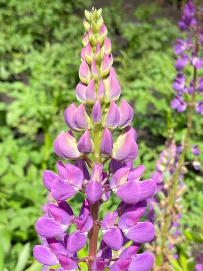 A close-up, vertical, eye-level, full-frame shot captures a tall stalk of purple lupine flowers in Mrakovo, Russia. The flower stalk, with its purple and pink petals and green bud-like tips, dominates the foreground. The background is a blur of lush green foliage. The lighting suggests it is daytime.