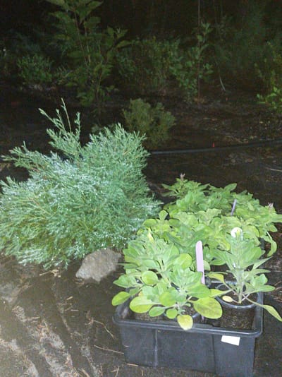 The image shows a garden scene at dusk or night in an outdoor setting. In the foreground, a black plastic planter box contains several small green plants. The plants have broad leaves and some appear to have buds or small flowers. There are purple plant markers in two of the plants. To the left of the planter, a large, dense green shrub with fine needles is visible. A grey rock is situated between the shrub and the planter. The background consists of darker foliage and bare earth. The ground surface is damp and appears to be covered with some debris like twigs and leaves. The overall impression is of plants recently planted or awaiting planting in a garden. The location is Шарпілаўскі сельскі Савет, Belarus.