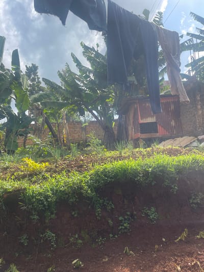 A vibrant scene shows a lush, green hillside bordering a humble dwelling with corrugated iron roofing. Laundry hangs suspended, juxtaposed against a backdrop of broad banana leaves reaching towards a cloudy sky. Sunlight filters through the dense vegetation, illuminating patches of the red earth. The scene evokes a sense of everyday life intertwined with the natural environment.