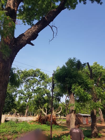 The image depicts a street scene in Jimeta, Nigeria, with a focus on large trees and a clear blue sky. The perspective is from below, looking upwards, emphasizing the scale of the trees. On the left, a thick, gnarled tree trunk dominates the foreground, its branches reaching towards the sky. To the right, another large tree with lush green foliage is visible, its canopy stretching across the frame. In the background, a small, simple structure, likely a building or stall with a corrugated metal roof, is nestled amongst the trees. A person wearing a dark t-shirt with "OLYMPIC RUNNING CLUB" printed in white on the back is standing in the middle ground, facing away from the camera and looking towards the scene. The ground is covered with green grass and some reddish-brown earth. Exposed roots of a fallen tree are visible, suggesting it may have recently been uprooted or is in the process of being cleared. Power lines stretch across the sky, indicating the presence of infrastructure. The sunlight suggests it is daytime, and the clear sky implies fair weather. The overall impression is a typical day in a community with significant tree cover, possibly a street or park area.
