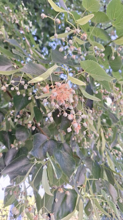 A close-up, low-angle shot captures a cluster of linden tree blossoms and developing seed pods, set against a backdrop of blurred green foliage and hints of blue sky. The blossoms are small and pale, some with a delicate pinkish hue from fading petals. Tiny, fuzzy seed pods hang in clusters from thin stems. Dark green, heart-shaped leaves with serrated edges surround the blossoms. The image appears to have been taken outdoors, likely during daytime, with natural light illuminating the scene. The specific location in Gournay-sur-Marne, France, is not discernible from the visual information alone; the scene is generic to a linden tree in bloom. There are no people, animals, or man-made structures clearly visible in the frame. The focus is solely on the botanical details of the tree.