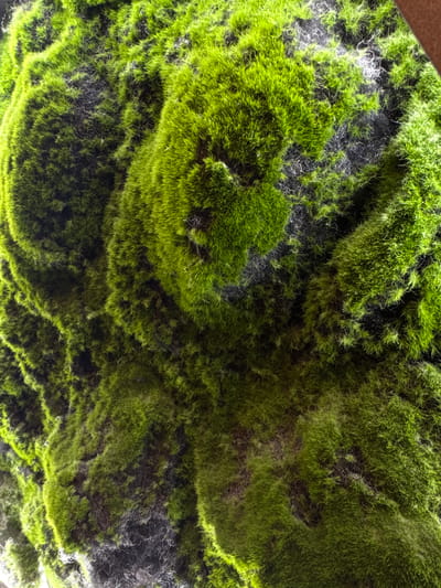 The image shows a close-up of moss growing on a surface, likely a rock or wall. The moss is a vibrant green color, with varying textures and densities. The surface beneath the moss is dark gray with some white fibrous material interspersed with the moss. The photograph is taken at a close range, filling the frame with the moss and underlying surface. The image does not provide any information about the location being in Vorsha, Russia, or contain any details about people, subjects, objects, actions, or interactions other than the moss and its environment.