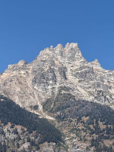 The image displays a rugged mountain peak and its lower slopes under a clear, bright blue sky. The sky occupies the top third of the frame. The central feature is a prominent rock peak, characterized by grey and tan stratified rock formations with jagged, sharp ridges. No snow or ice is visible on the peak. Below the exposed rock face, the mountain transitions into scree slopes and scattered vegetation, leading to a dense forest of dark green coniferous trees. This forest covers the lower two-thirds of the mountain, interspersed with patches of dry, light brown ground cover and several rocky, barren gulleys descending the slopes. No human figures, animals, or man-made structures are present within the depicted scene. The environment is natural and mountainous. The location is identified as Jenny Lake, United States.
