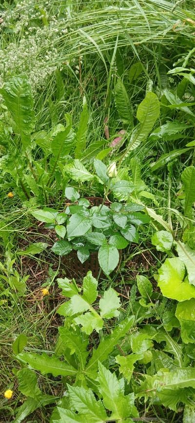 A rose bush with a single yellow bud is surrounded by various green leafy plants in an outdoor setting. The leaves of the rose bush and surrounding plants are wet, suggesting recent rain. The bush is contained within a brown, textured, cylindrical planter. In the background, tall green grass and other foliage create a dense, natural environment. There is also a small yellow flower visible to the left of the rose bush. The overall scene depicts a garden or natural area, possibly in a park or backyard, in the city of Ivanovo, Russia. No people are present in the image.