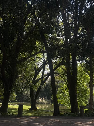 The image displays a park environment in Tetela Del Monte, Mexico, characterized by abundant natural elements. The foreground features a dark, possibly paved, surface with irregular patches of sunlight. Two dark gray, cylindrical stone pedestals or planters are positioned on the edge of this surface, bordering a well-maintained grassy lawn. Beyond the lawn, a calm body of water is visible, reflecting the sky and surrounding foliage. On the far side of the water, a cluster of light-colored, tall, reedy vegetation is prominent. The scene is dominated by numerous large trees with thick, dark trunks and dense green canopies, several of which frame the view. Sunlight filters through the tree cover, creating bright highlights on some leaves and casting long shadows across the grass. No individuals or animals are present in the scene. The overall lighting suggests a sunny day.