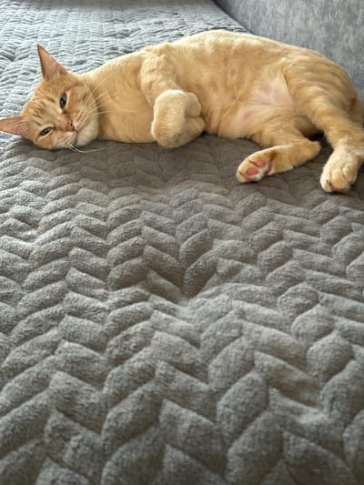 An orange tabby cat is lying on its side on a gray, textured blanket. The cat's eyes are partially closed, and it appears to be resting. The cat's paws are visible, with pink toe beans on one paw. The blanket has a chevron pattern. The scene appears to be indoors, likely on a couch or bed. There is no information about the location in Sibay, Russia, in the image.