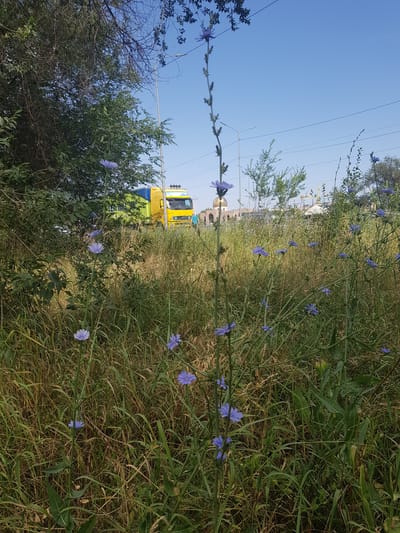 The image depicts a sunny outdoor scene with a focus on wild blue chicory flowers in the foreground. In the middle ground, a bright yellow and blue truck is visible on a road, partially obscured by greenery. Further in the background, structures resembling a mosque with golden domes and some industrial cranes can be seen. The environment is characterized by dry grass, trees, and a clear blue sky, suggesting a warm day in Бұлақты, Kazakhstan.