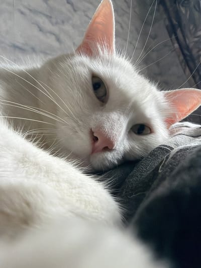 A close-up, upside-down view shows a white cat with a pink nose and light brown eyes looking towards the camera. The cat's head is tilted to the side, resting partially on a gray, textured fabric. Long white whiskers extend outwards from its face. The background is out of focus. The location cannot be determined from the image.