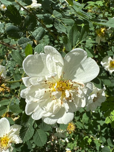 This is a close-up, natural light photograph of a white rose bush with multiple flowers and green leaves. The main subject is a large, fully bloomed white rose in the center of the frame, with its petals ruffled and yellow stamens visible. The rose is surrounded by other white flowers and lush green foliage. The lighting suggests it is daytime, casting shadows on the petals. The image appears to be taken outdoors in a garden or park setting. There are no people or animals visible. The scene is static, focusing on the floral elements. The location is Zelenaya Roshcha, Russia, which implies an outdoor, natural environment.