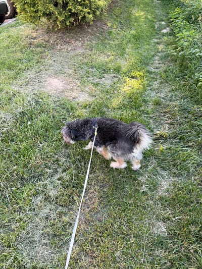 A shaggy, medium-sized dog with black, gray, and tan fur walks on a leash across a grassy area. The dog is wearing a black harness. The leash is white and extends out of the frame to the lower right. The grass is uneven, with some bare patches and dry blades. In the background, there is a dense green bush and a faint path. The scene appears to be a suburban or park area, possibly in the city of Lublin, Poland, given the natural setting. The lighting suggests it is daytime, with sunlight filtering through the grass. There are no people visible in the image.