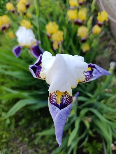 In a garden located in the village of Зипуново, Russia, a close-up photograph captures a vibrant iris flower in sharp focus. The iris displays a striking combination of colors, with white petals gracefully unfurling outwards, revealing intricate purple and yellow markings on its inner surfaces. The flower's lower petals are a soft lavender, tapering to a point. Behind this prominent bloom, a cluster of out-of-focus yellow iris flowers forms a colorful backdrop, interspersed with lush green foliage. The ground appears to be covered in grass and soil. The lighting suggests an outdoor setting, likely during daylight hours.