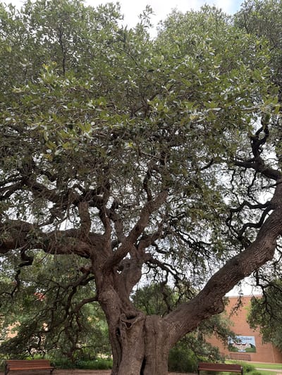 The image shows a large, mature live oak tree with dense foliage, its branches extending in various directions. The tree's trunk is thick and gnarled, with textured bark. In the background, a building with a mural depicting a residence can be seen, along with wooden benches. The scene appears to be located in a park or outdoor area, likely in Austin, United States of America, given the prevalence of live oak trees in that region. No people are visible in the image.